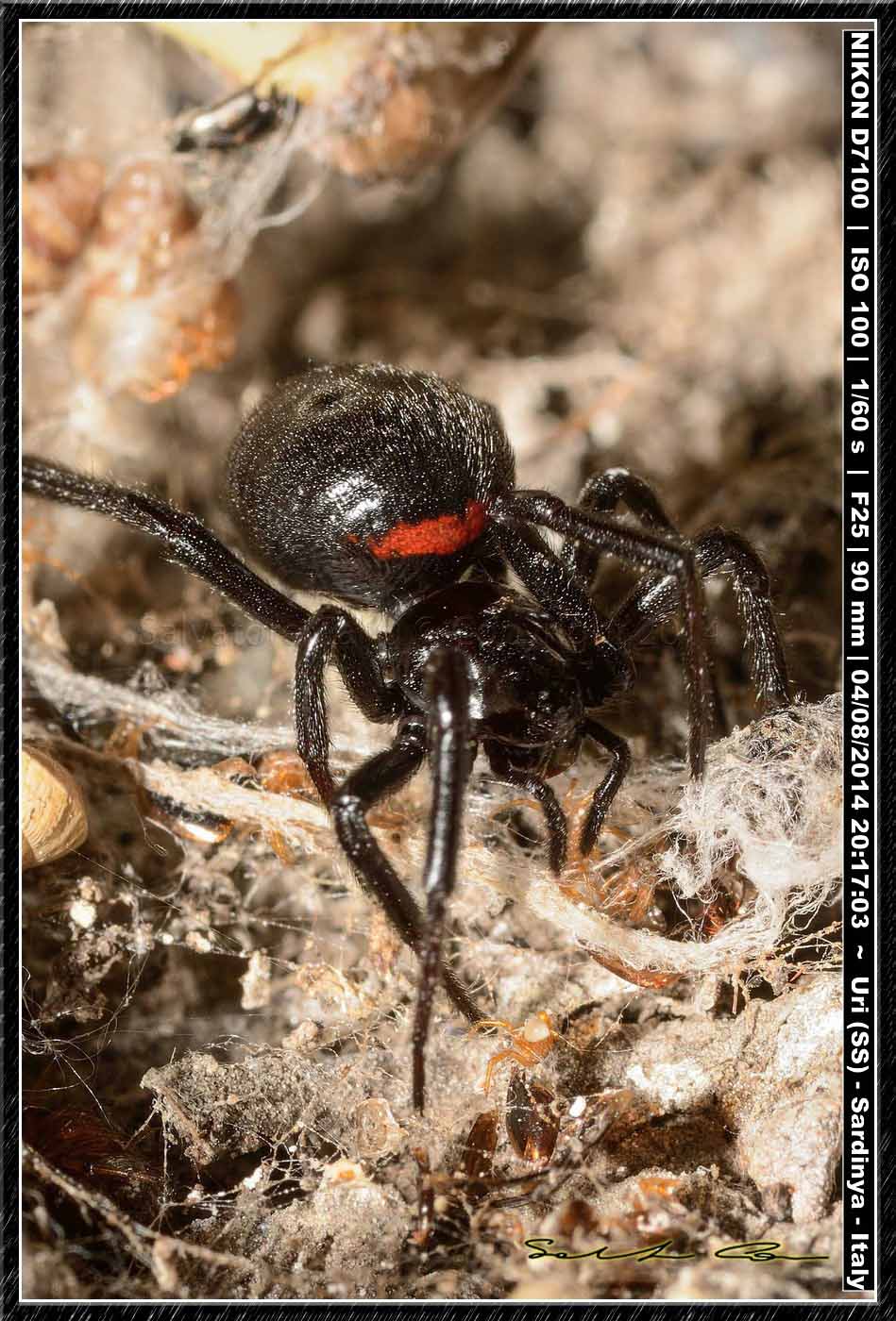 Steatoda paykulliana (Walckenaer, 1805)